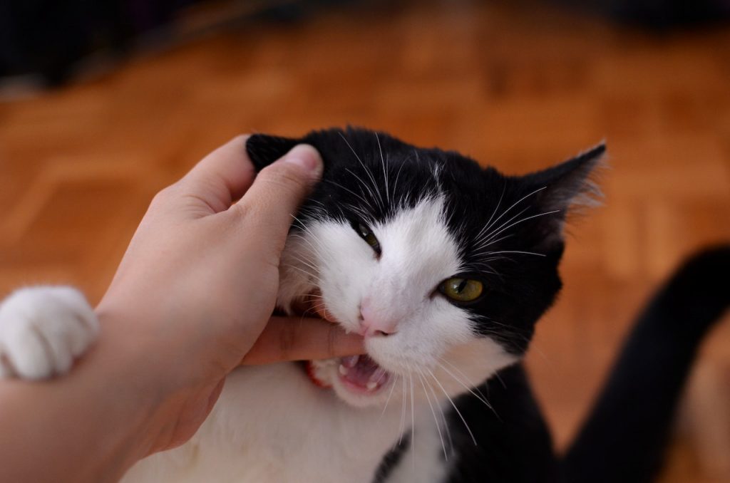 Black and white cat biting on a person's finger