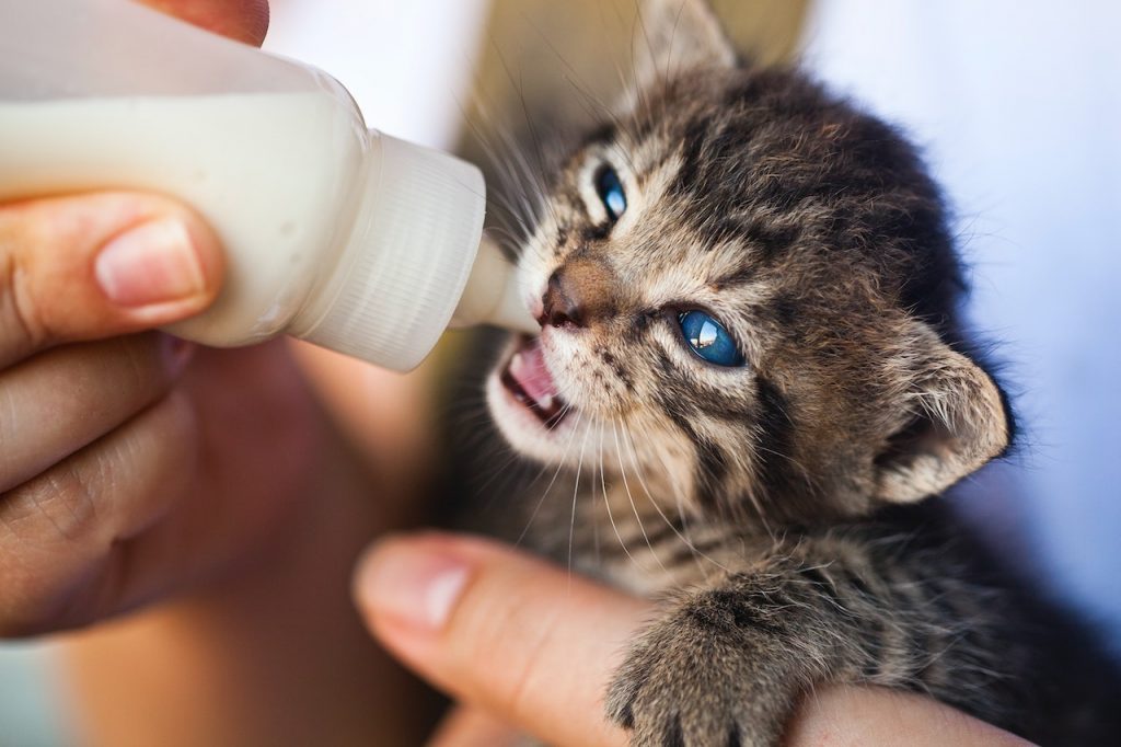 Small kitten being fed milk from a plastic bottle
