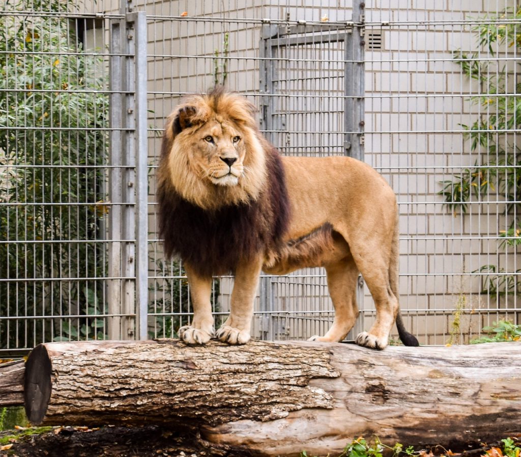 A Lion on a tree log